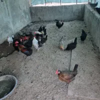 مرغ و خروس محلی|پرنده|بوشهر, |دیوار