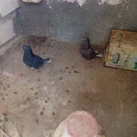 کبوتردم سفید