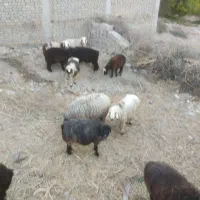 فروش 10عدد بره نر و ماده