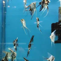 ماهی آنجل و گورامی|ماهی|شیراز, شهرک سراج‎|دیوار