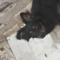 فروش دو عدد سگ|سگ|بم, |دیوار