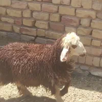 بره کهره بز