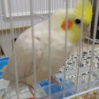 عروس هلندی سخنگو
