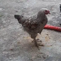 برهما