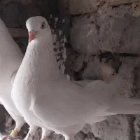 کبوتر پرشی