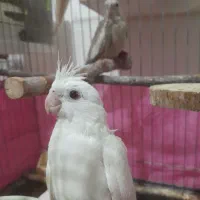 جوجه‌عروس آلبینوونسکافه‌ای(معاوضه)|پرنده|کامیاران, |دیوار