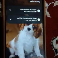 گوشی کاملا سالمه|موبایل|آبادان, |دیوار