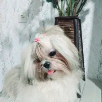 سگ شیتزو خوشگل