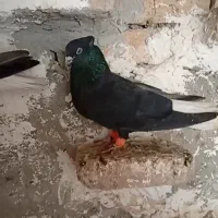 جفت زاغ دم سفید