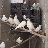 کبوتر طوق سیاه . سفید . پرستویی|پرنده|لامرد, |دیوار