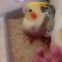 جفت مولد عروس هلندی کارداده سخنگو مولد جوان|پرنده|جلگه رخ, |دیوار