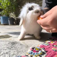 خرگوش|موش و خرگوش|ورامین, ورامین|دیوار