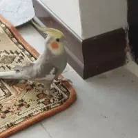 عروس هلندی سخنگو
