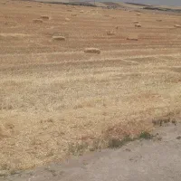 کلش جو قیمت ۷۵۰۰