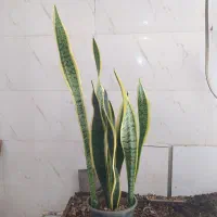 گل و گیاه سانسوریا ابلق|گل و گیاه طبیعی|اهواز, سیصد دستگاه|دیوار