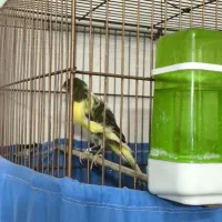 قناری فری ابلق