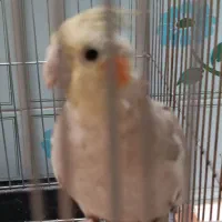 عروس هلندی نژاد دارچینی|پرنده|تاکستان, |دیوار