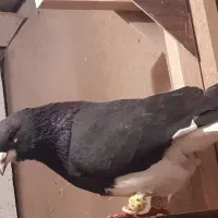 شهری معاوضه