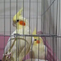 عروس هلندی