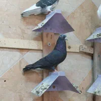 کبوتر پرشی بالاگیر تهرانی و کاشانی رسید|پرنده|اهواز, کوی راه کربلا|دیوار