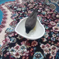 مینا کاملا اهلی