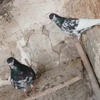 کبوتر چپ. یال شهری|پرنده|شیراز, رکن‌آباد|دیوار