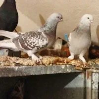 سوسنی ترک. نورآباد ممسنی