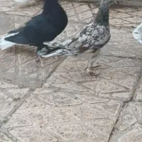 هفرنگ خرمایی|پرنده|اقبالیه, |دیوار