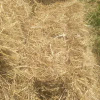 کاه برنج تازه و خشک و محکم