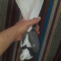 اجتماعی|حراج|زابل, |دیوار