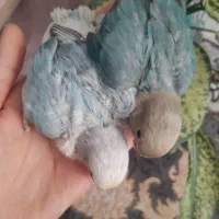 کوتوله برزیلی سرلاکی|پرنده|کاشان, لتحر|دیوار