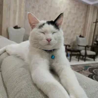 گربه نر یکساله|گربه|شهریار, شهریار|دیوار