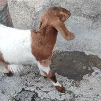 بزغاله ماده|حیوانات مزرعه|ایوان, |دیوار