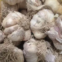 فروش فوری سیر