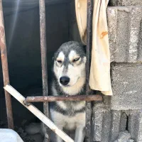 توله سگ هاسکی