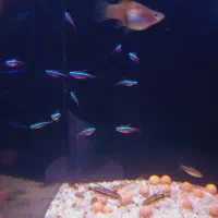 فروش تترا کاردینال