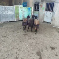 میش|حیوانات مزرعه|بوئین زهرا, |دیوار