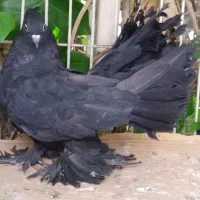 کبوتر دم چتری پاپر شاهبالی آمریکایی|پرنده|اصفهان, خواجو|دیوار