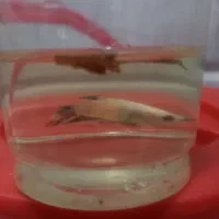 فایتر آلبینو