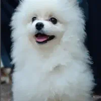 پامرانین خرسی