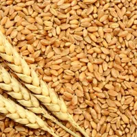 فروش گندم