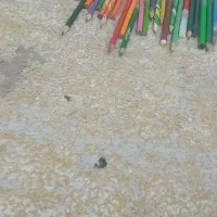 مدادرنگی و جامدادی وپاستل