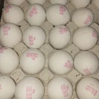 تخم مرغ