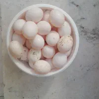 تخم کبوتر (بدون نطفه)