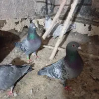 کفتر سبز|پرنده|سبزوار, قاضی زاد|دیوار