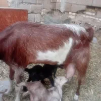 بز برای فروش