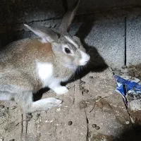 خرگوش نر جوان