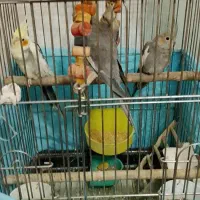 سلام 4 تا عروس هلندی شاهین ویلا