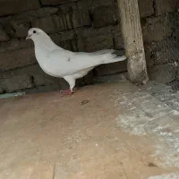 کبوتر پرشی|پرنده|قائمشهر, |دیوار