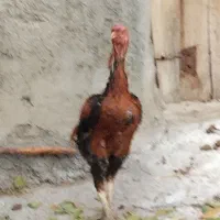 خروس لاری|حیوانات مزرعه|مهربان, |دیوار